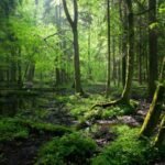 Diploma in Environmental Engineering by bhavyagyan