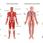 Human Anatomy and Physiology by bhavyagyan