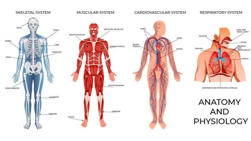 Human Anatomy and Physiology by bhavyagyan