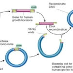 Recombinant DNA Techniques by bhavyagyan